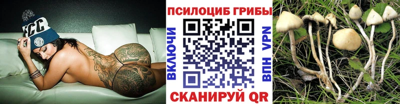 дарнет шоп  Наволоки  Псилоцибиновые грибы мицелий 